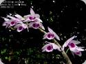 Dendrobium anosmum var. South Thailand